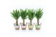 Yucca 25cm enkel stam 3+kop in noah mand pastel 