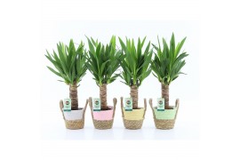 Yucca 25cm enkel stam 3+kop in noah mand pastel