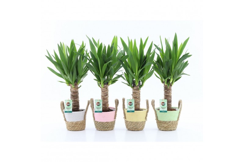 Yucca 25cm enkel stam 3+kop in noah mand pastel 