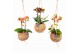 Phalaenopsis mini Kokodama 12 cm Orchid 2 tak 1 bl. 2 tak/plnt 