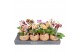 Phalaenopsis mini Kokodama 12 cm Orchid 2 tak 1 bl. 2 tak/plnt 