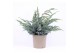 Juniperus squamata meyeri 