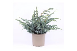 Juniperus squamata meyeri