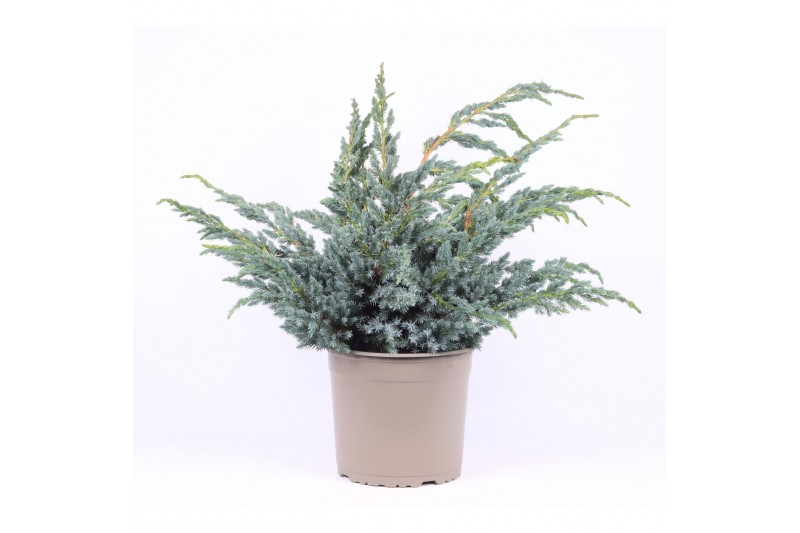 Juniperus squamata meyeri 