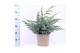Juniperus squamata meyeri 