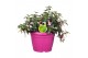Fuchsia bella fuchsia faya Hello Spring Fuchsia Bella in patiopot Roze 