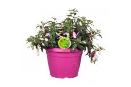 Fuchsia bella fuchsia faya Hello Spring Fuchsia Bella in patiopot Roze