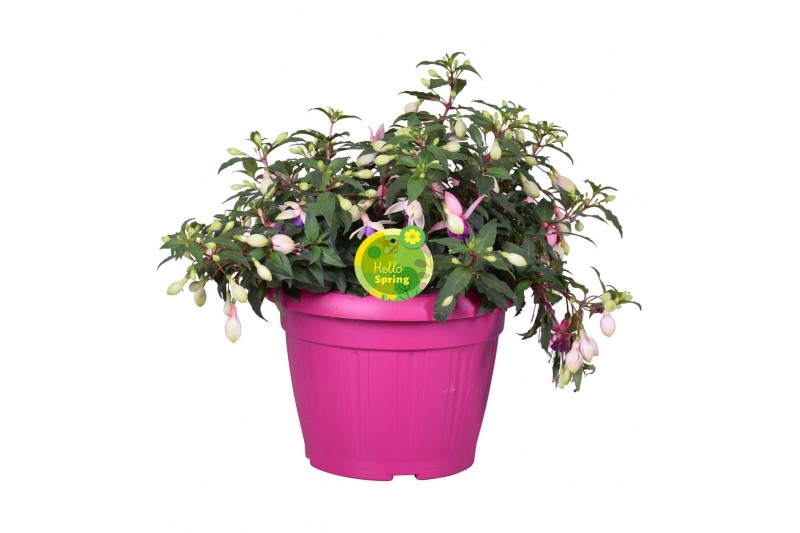 Fuchsia bella fuchsia faya Hello Spring Fuchsia Bella in patiopot Roze Fuchsia bella fuchsia faya Hello Spring Fuchsia Bella in patiopot Roze