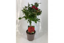 Rosa stamroos rood