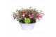 Fuchsia bella fuchsia evita Fuchsia Bella in witte schaal 3 pp 