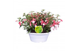 Fuchsia bella fuchsia evita Fuchsia Bella in witte schaal 3 pp