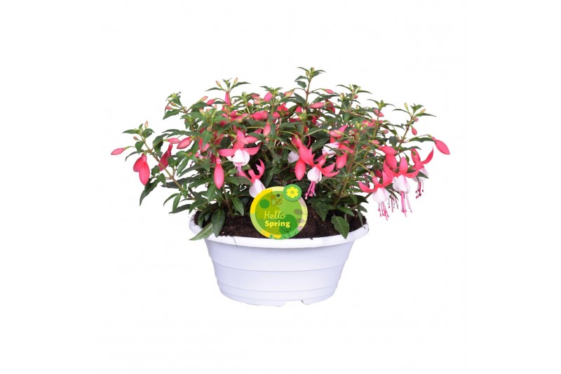 Fuchsia bella fuchsia evita Fuchsia Bella in witte schaal 3 pp Fuchsia bella fuchsia evita Fuchsia Bella in witte schaal 3 pp