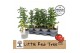 Solanum lycopersicum tomaat Farmzy® Little Red Tree, tomato plant 