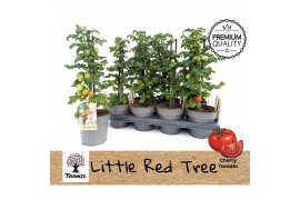 Solanum lycopersicum tomaat Farmzy® Little Red Tree, tomato plant