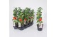 Solanum lycopersicum tomaat Farmzy® Little Red Tree, tomato plant 