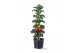 Solanum lycopersicum tomaat Farmzy® Little Red Tree, tomato plant 