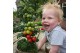 Solanum lycopersicum tomaat Farmzy® Little Red Tree, tomato plant 