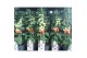 Solanum lycopersicum tomaat Farmzy® Little Red Tree, tomato plant 