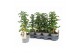 Solanum lycopersicum tomaat Farmzy® Little Red Tree, tomato plant 