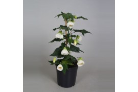 Abutilon wit