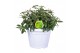 Fuchsia bella fuchsia evita Hello Spring Fuchsia Bella in patiopot Wit 