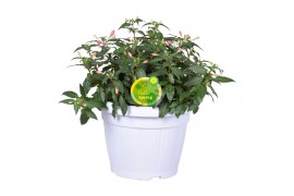 Fuchsia bella fuchsia evita Hello Spring Fuchsia Bella in patiopot Wit