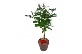 Rosa stamroos rood