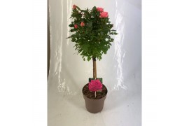 Rosa stamroos roze