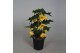 Abutilon geel 