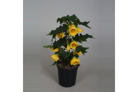 Abutilon geel