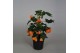 Abutilon oranje 