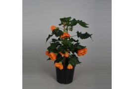 Abutilon oranje