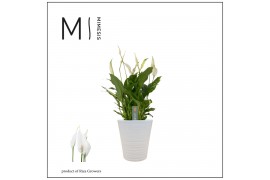 Spathiphyllum bellini 8+ bloem - Wave keramiek, Basic - Decorum