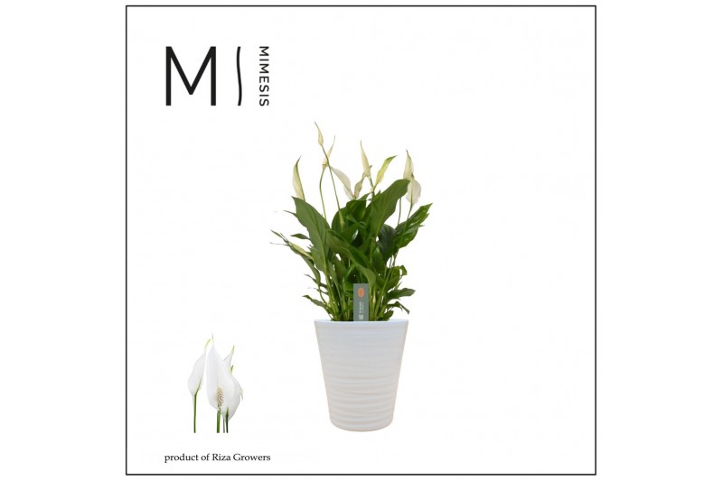 Spathiphyllum bellini 8+ bloem - Wave keramiek, Basic - Decorum 