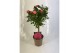 Rosa stamroos roze 