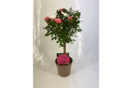 Rosa stamroos roze