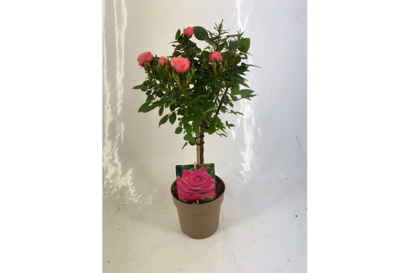Rosa stamroos roze 