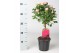 Rosa stamroos roze 