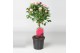 Rosa stamroos roze 