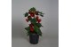Abutilon rood 