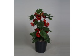 Abutilon rood