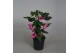Abutilon roze 