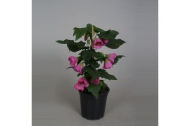 Abutilon roze