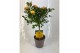 Rosa stamroos geel 