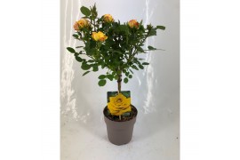 Rosa stamroos geel