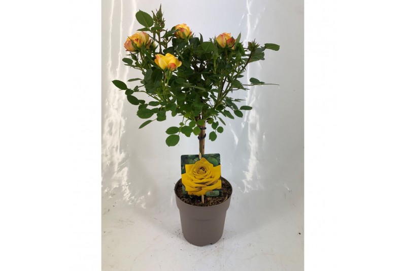 Rosa stamroos geel 
