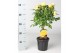 Rosa stamroos geel 
