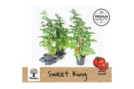 Solanum lycopersicum tomaat Farmzy® Sweet King, tomato plant