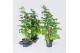 Solanum lycopersicum tomaat Farmzy® Sweet King, tomato plant 