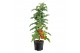 Solanum lycopersicum tomaat Farmzy® Sweet King, tomato plant 